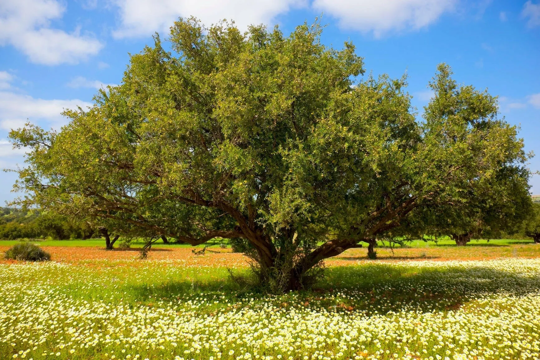 Argan Oil